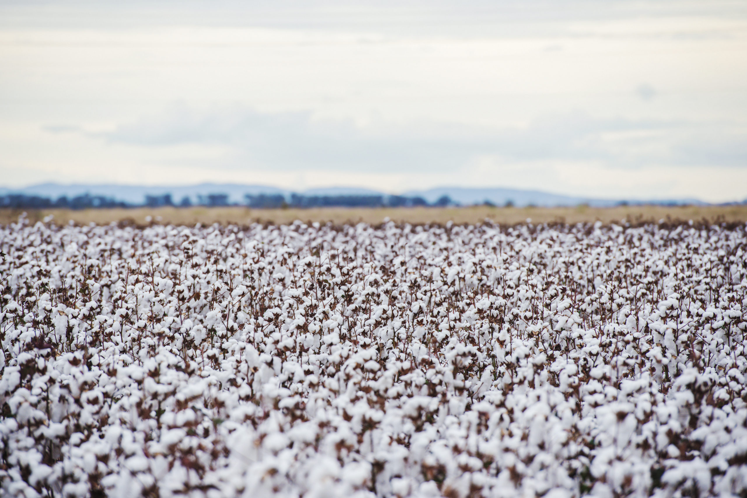 Cotton fields ready for harvesting in Oakey, Queensland