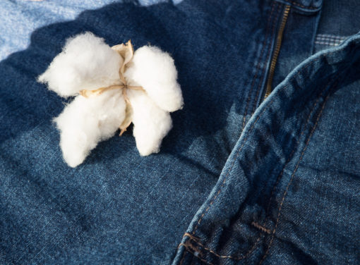 A mature boll of Cotton on blue jean background
