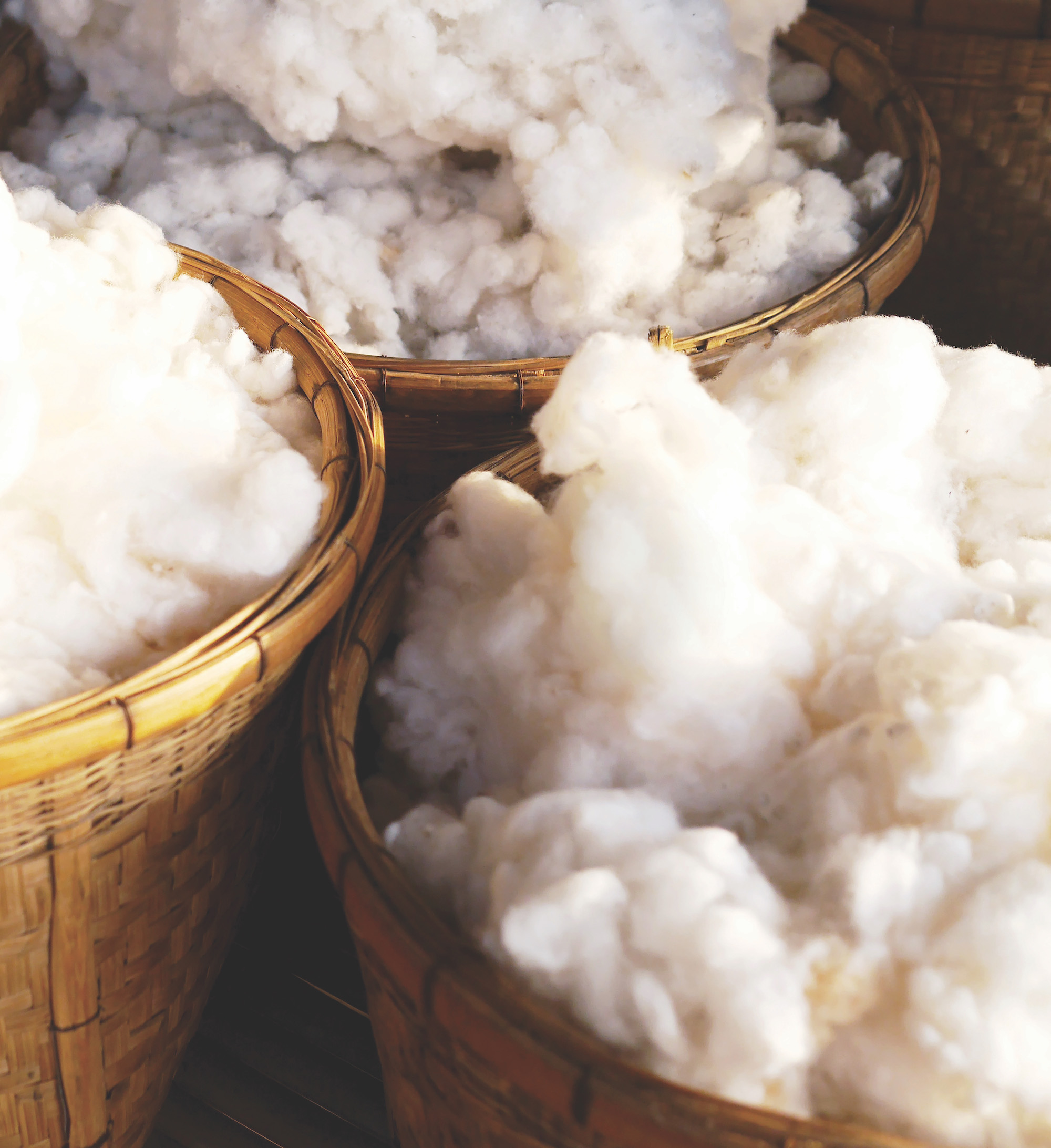 Picked white fluffy organic cotton balls in wooden baskets as a raw material for local fabric production.