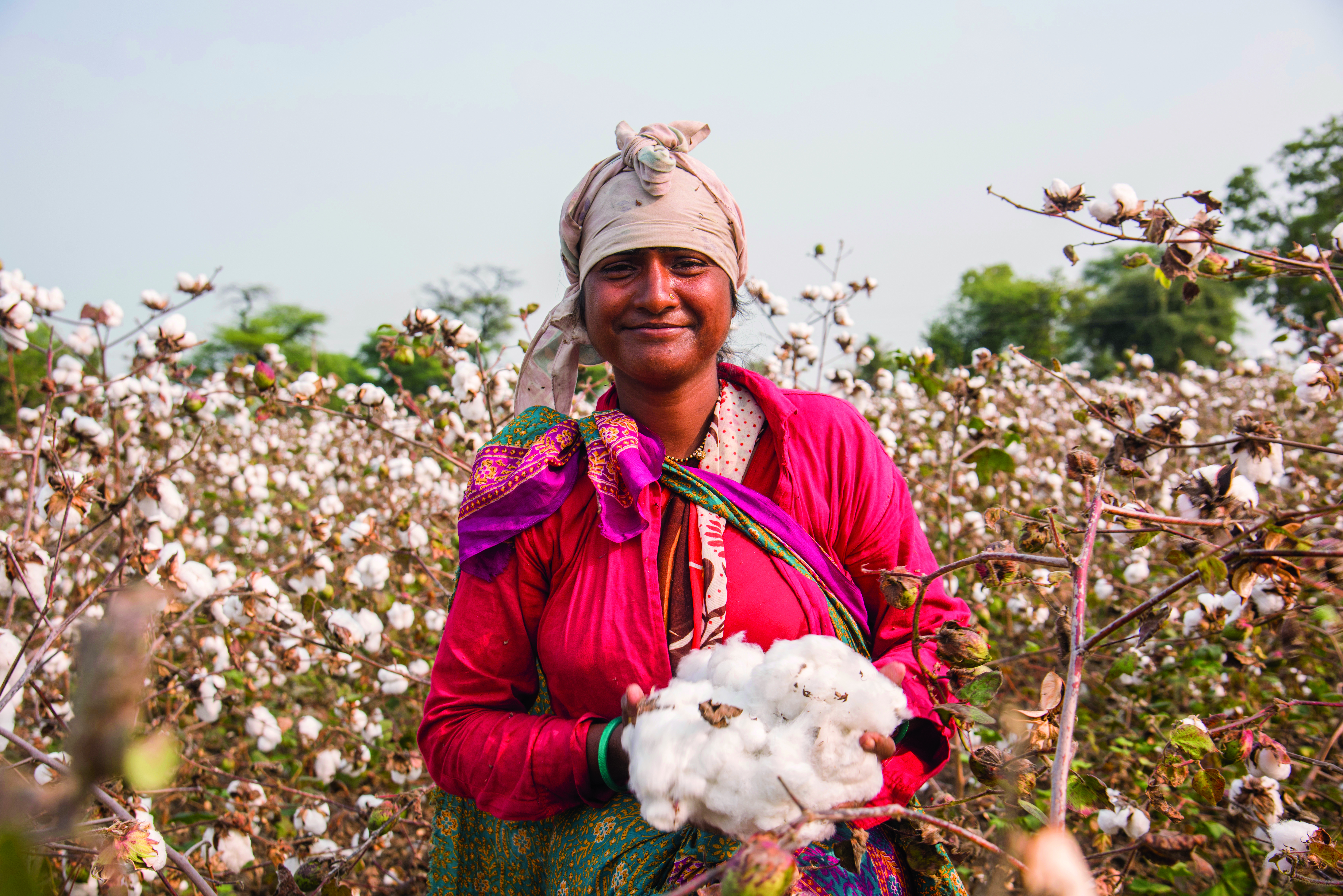 Indian woman harvesting cotton in a cotton field, Maharashtra, India.