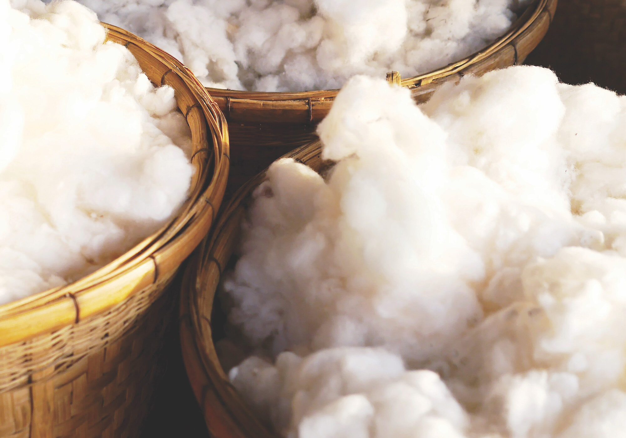 Picked white fluffy organic cotton balls in wooden baskets as a raw material for local fabric production.